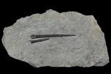 Two Jurassic Belemnites (Youngibelus) - Posidonia Shale #69552-1